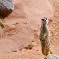 Engagement Vs Attenzione (come identificare ciò che serve davvero al tuo sito)