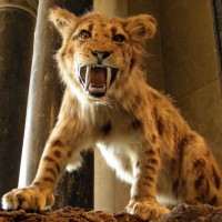 Tigri dai Denti a Sciabola, Credibilità e Parlare in Pubblico